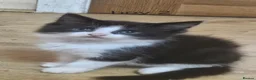 Mixed Breed cats for sale: 8 Kittens for sale  - Advert 3