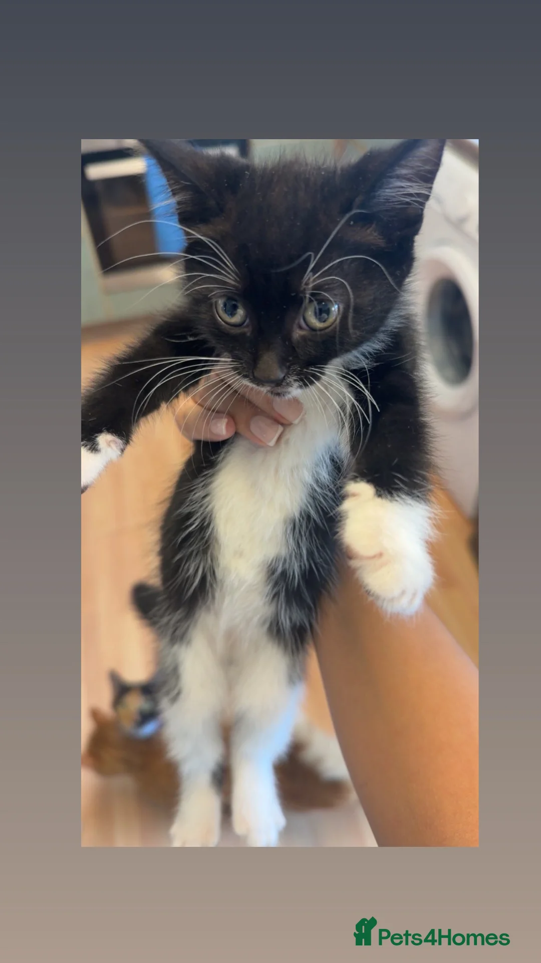 European cats for sale: black white kitten  in Greenhithe - Advert 2