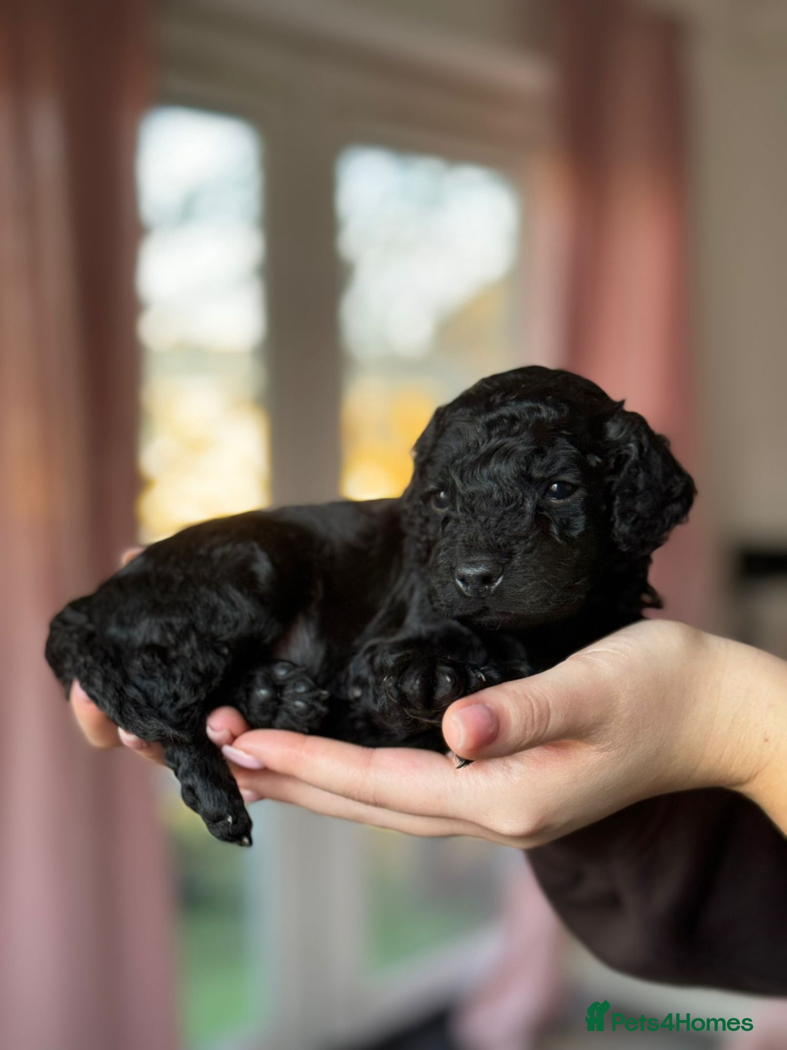 Cockapoo dogs Adorable Cockapoos For Forever Homes - Advert 7