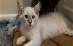 Siberian cats for sale: Siberians with wonderful personalities  - Image 6