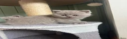 British Shorthair cats for sale: Lilac British Shorthair Kittens in Norwich - Advert 4