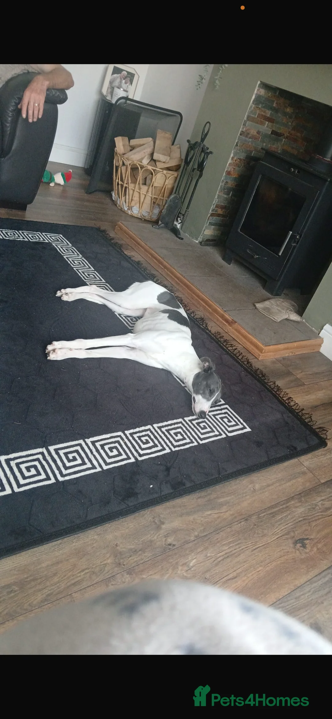 Whippet dogs for sale: Fern  in Peterlee - Advert 2