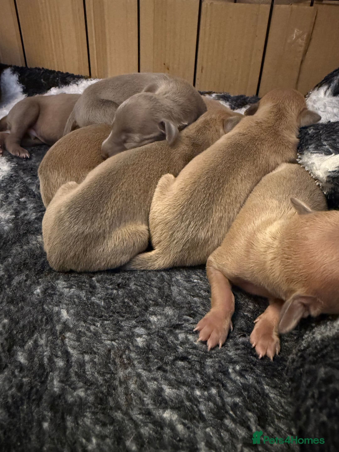 Italian Greyhound dogs for sale: KC Champion lines ⭐️ Italian Greyhound puppies  - Advert 9