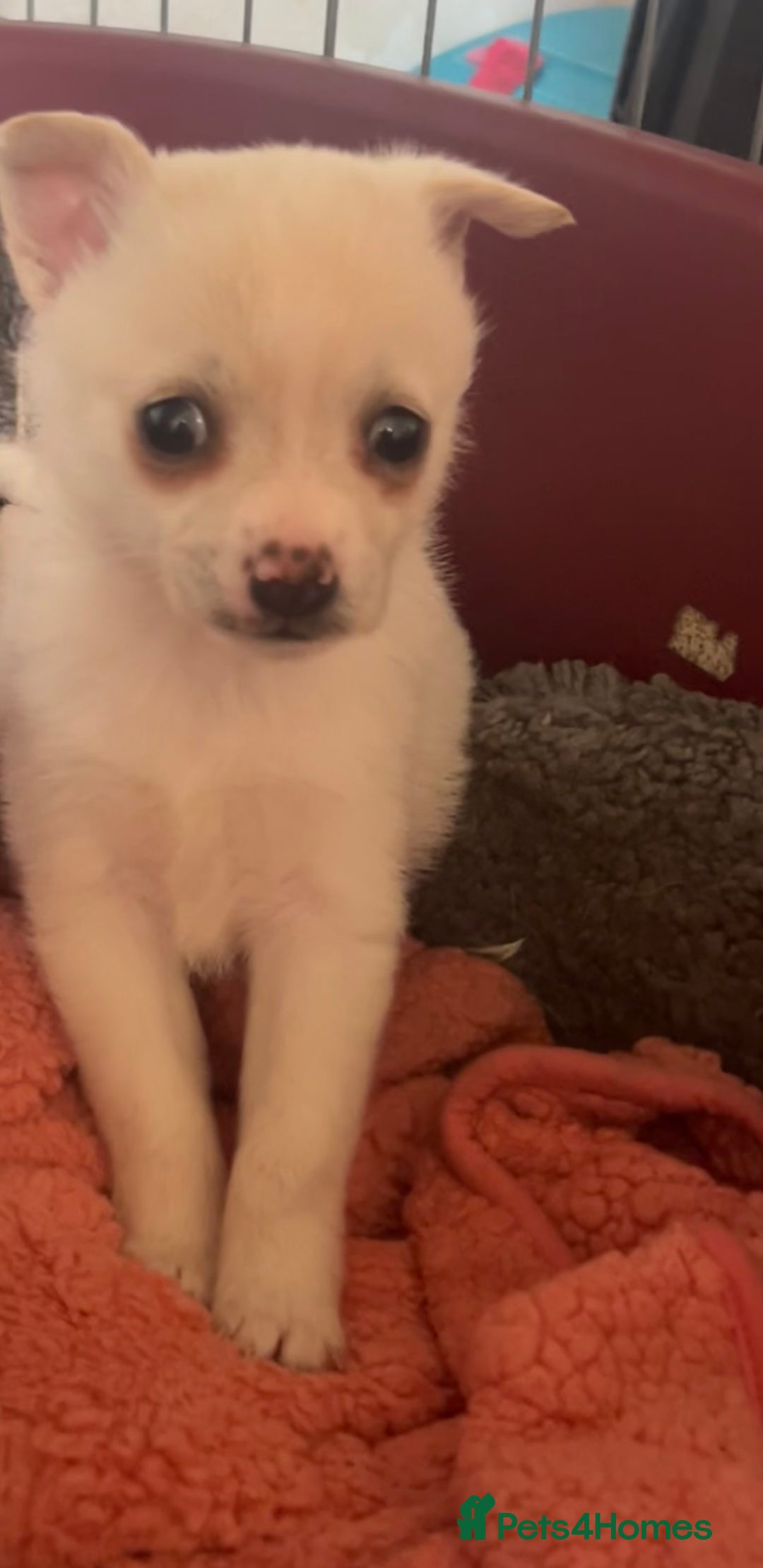 Mixed Breed dogs for sale: Jack Russel  - Advert 4