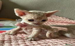 Devon Rex cats for sale: Adorable pure Devon Rex kittens  - Image 2
