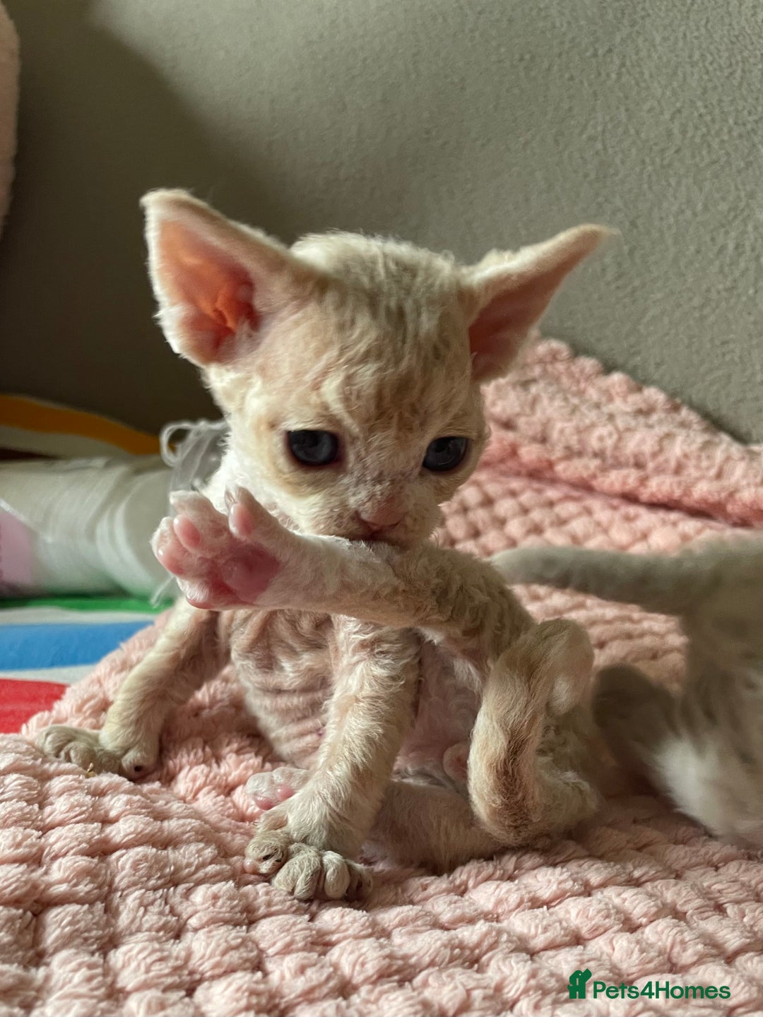 Devon Rex cats for sale: Adorable pure Devon Rex kittens  - Image 2