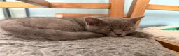 British Shorthair cats for sale: Gorgeous British Shorthair kittens ready to leave. - Advert 14