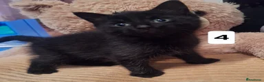 Mixed Breed Kitten 4