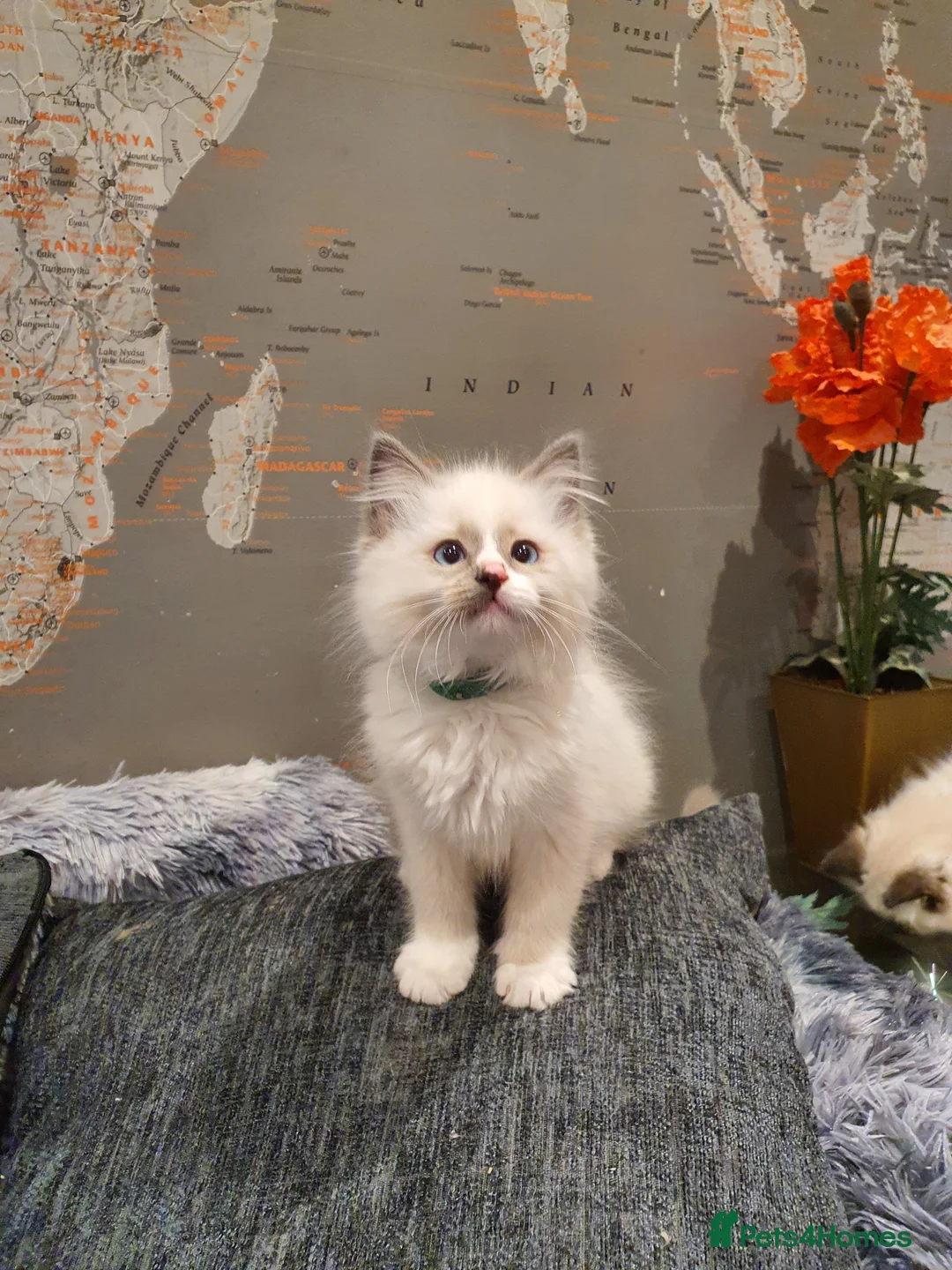 Ragdoll cats for sale: 💖Beautiful GCCF Registered Ragdoll Kittens💖 - Advert 32