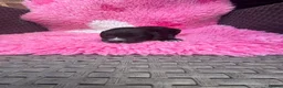 Cockapoo dogs for sale: Cockapoo puppies in Bishop Auckland - Advert 3