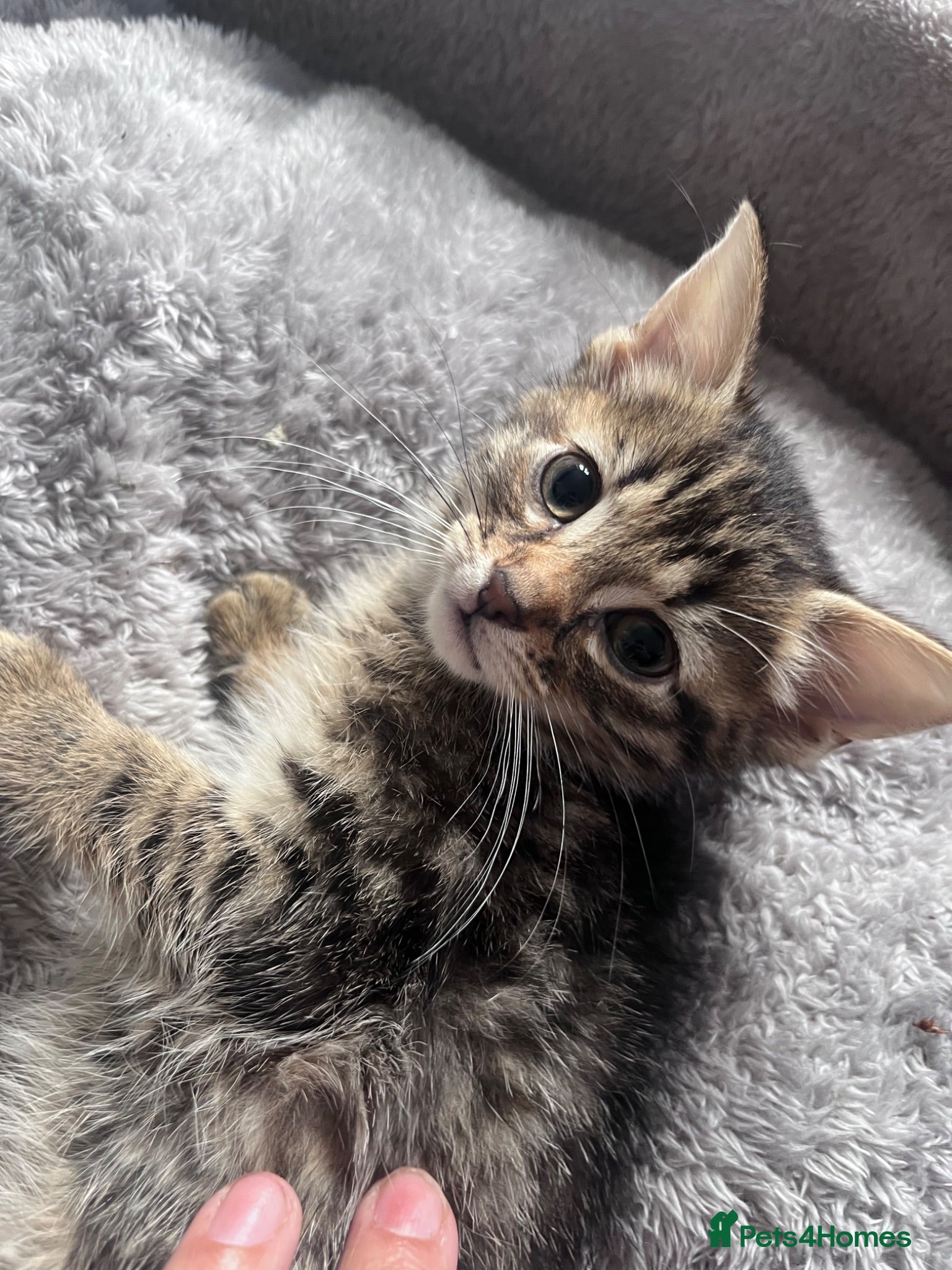 Mixed Breed cats Stunning Turkish Angora Mix Breed Kittens - Advert 1
