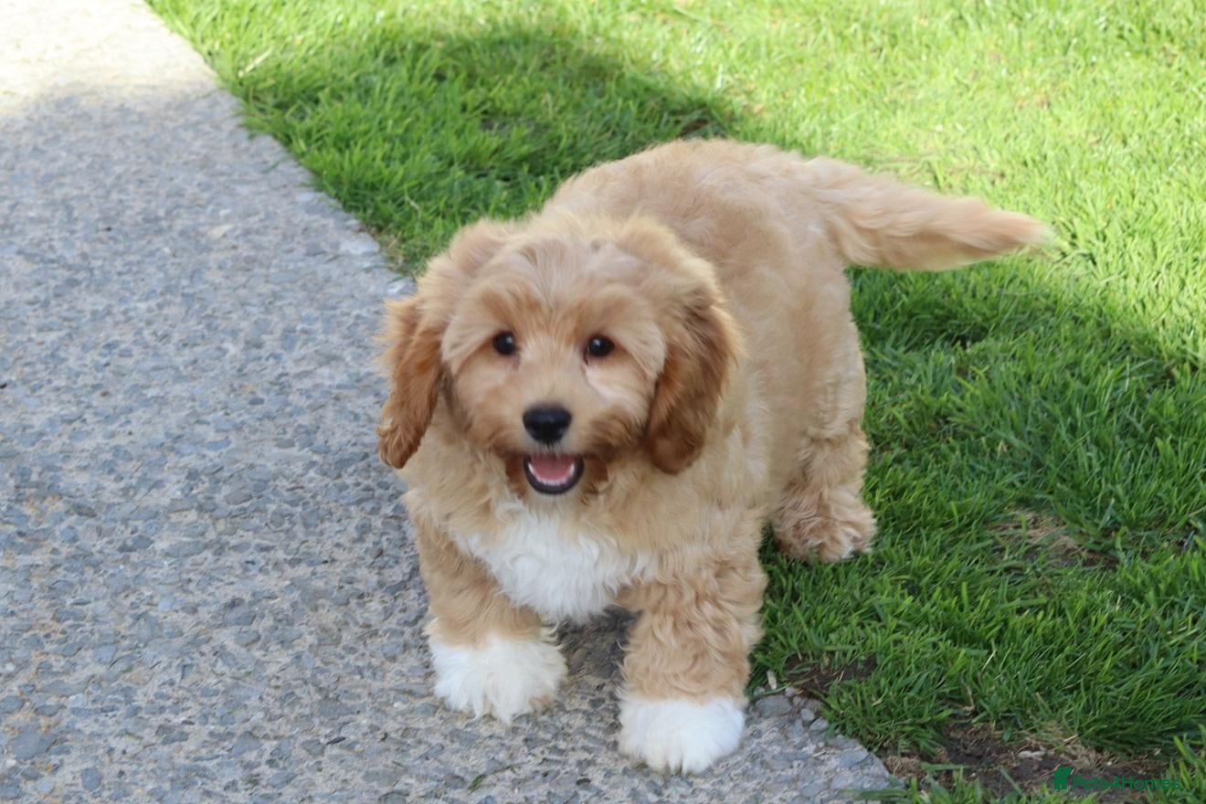 Cavapoochon dogs for sale: Beautiful Cavapoochon puppies FULLY VACCINATED  - Advert 1