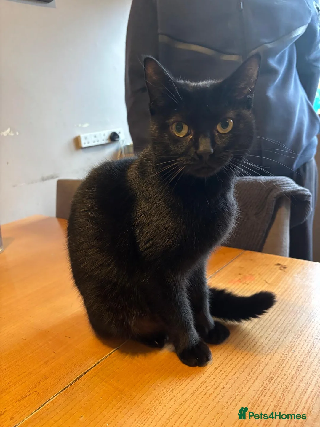 Domestic Shorthair cats for sale: One male, one female  - Advert 1