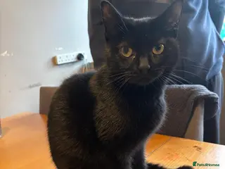 Domestic Shorthair cats One male, one female - Advert 2