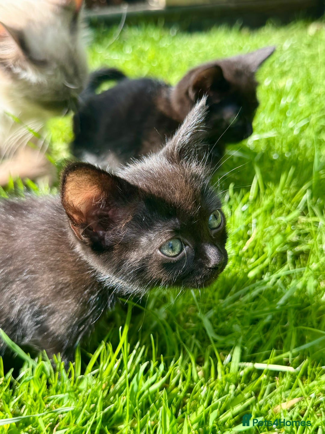 Ragdoll cats for sale: Ready now Ragdoll cross fluffy kittens 🐈‍⬛  - Image 1