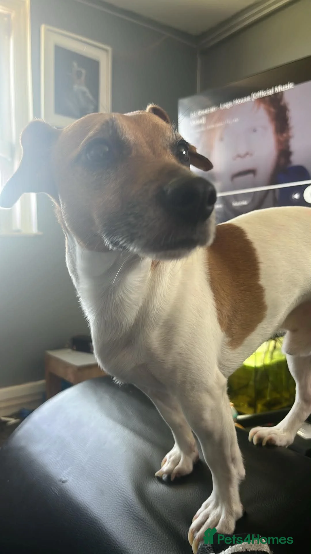 Jack Russell dogs for sale: 🐶 Gorgeous Jack Russell Puppies 🐶 - Advert 2