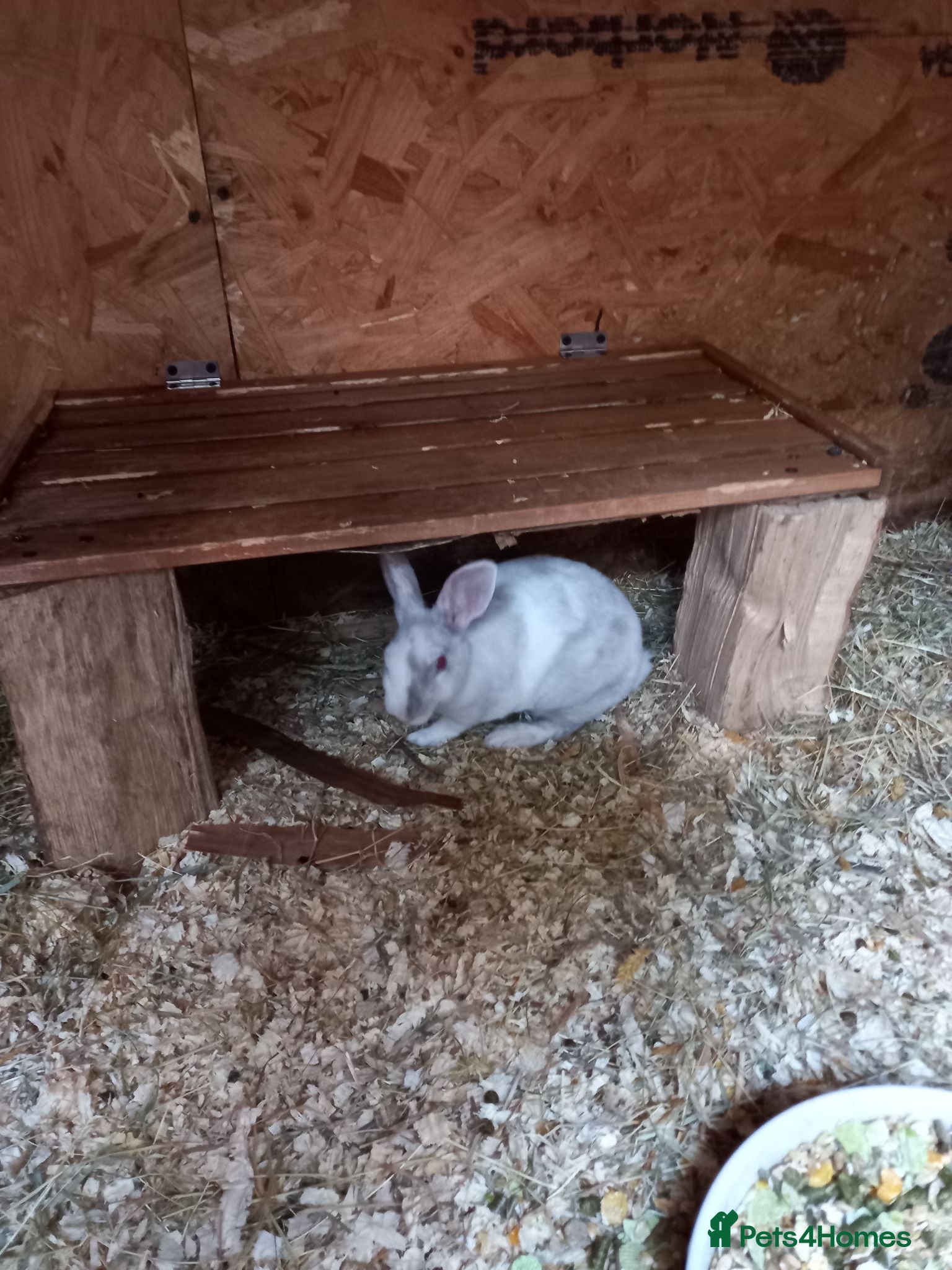 Rex rabbits Beautiful mini rex babies - Advert 2