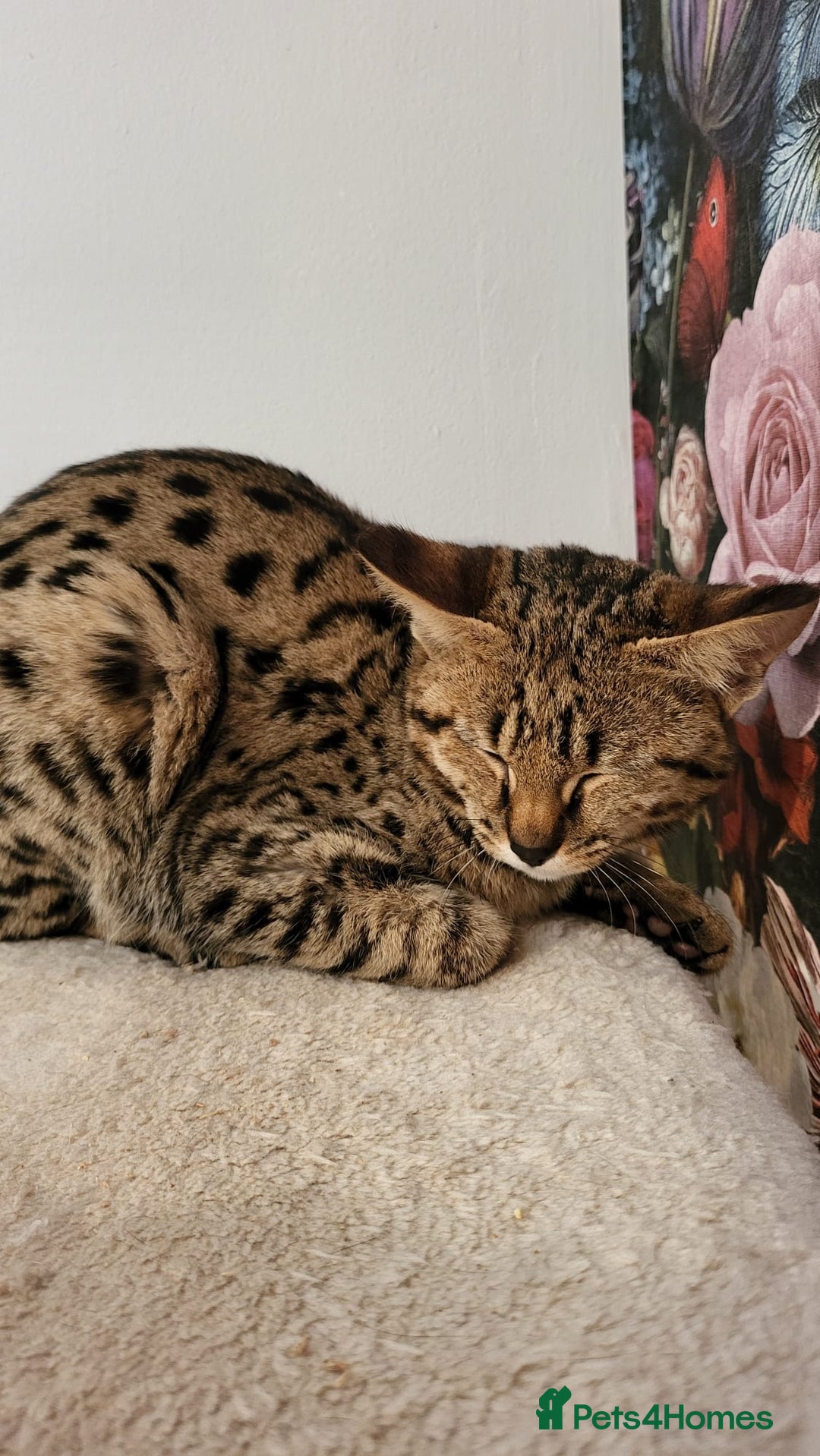 Savannah cats for sale: Stunning F2 Savannah girls - Advert 12