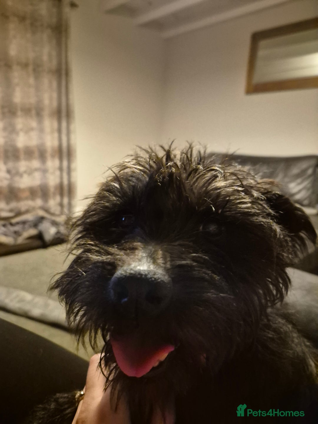 Patterdale Terrier dogs for sale: Patterdale cross - Advert 2