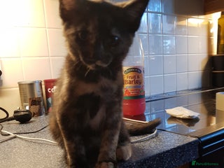 Brazilian Shorthair cats 9 week old kitten female. - Advert 1
