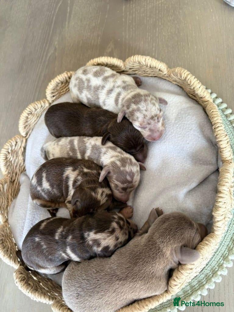 Miniature Dachshund dogs ADORABLE MINIATURE DACHSHUNDS FOR SALE - Advert 8