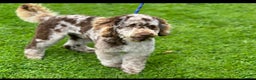 Miniature Poodle dogs for stud: Chocolate Merle Miniature Poodle Stud in Prudhoe - Advert 3