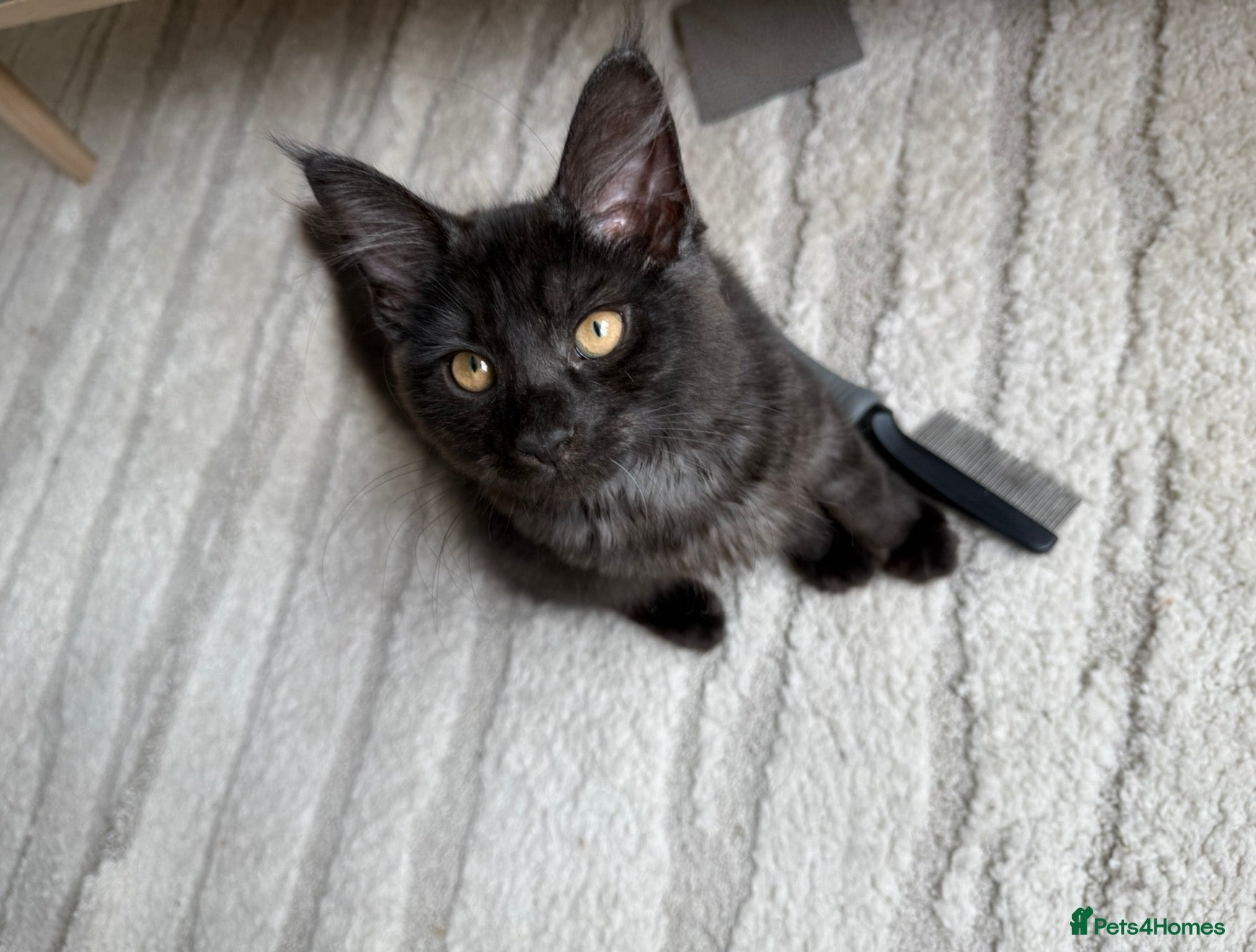 Maine Coon cats Beautiful Black Smoke Female Kitten - Advert 11