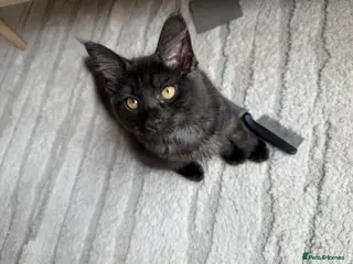 Maine Coon cats Beautiful Black Smoke Female Kitten - Advert 11
