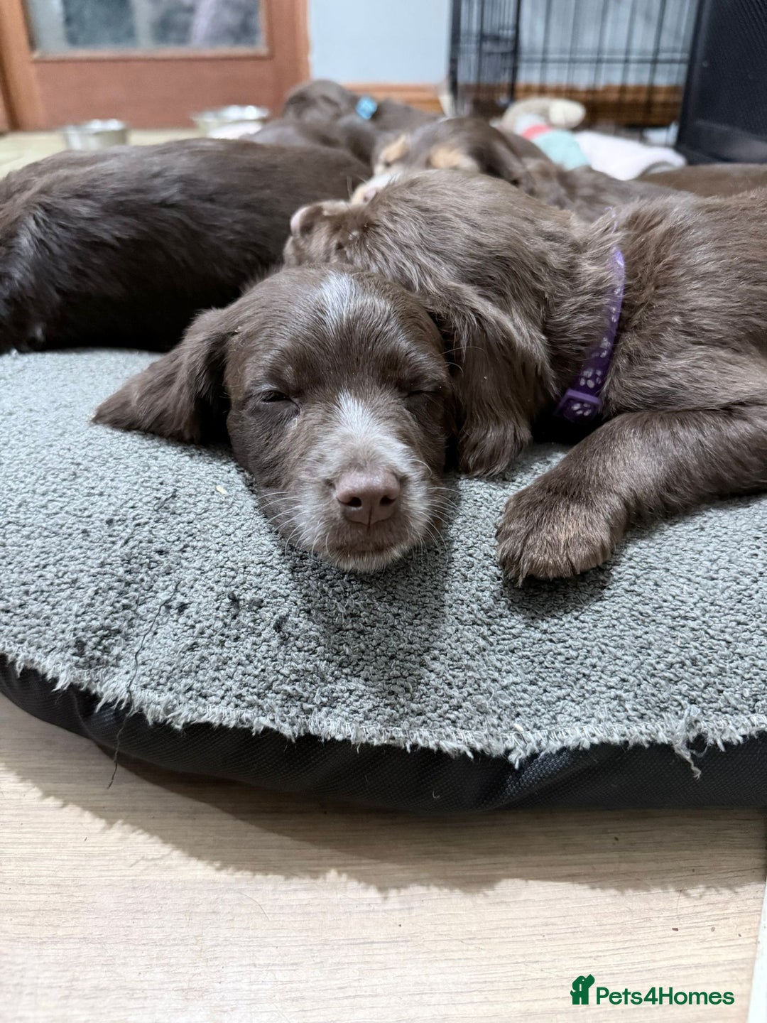 Sprocker dogs for sale: 4 LEFT Sprocker Spaniel Puppies EXCELLENT Breeding - Advert 20