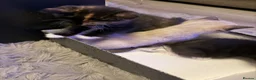 Asian cats for sale: Beautiful kittens  - Advert 3