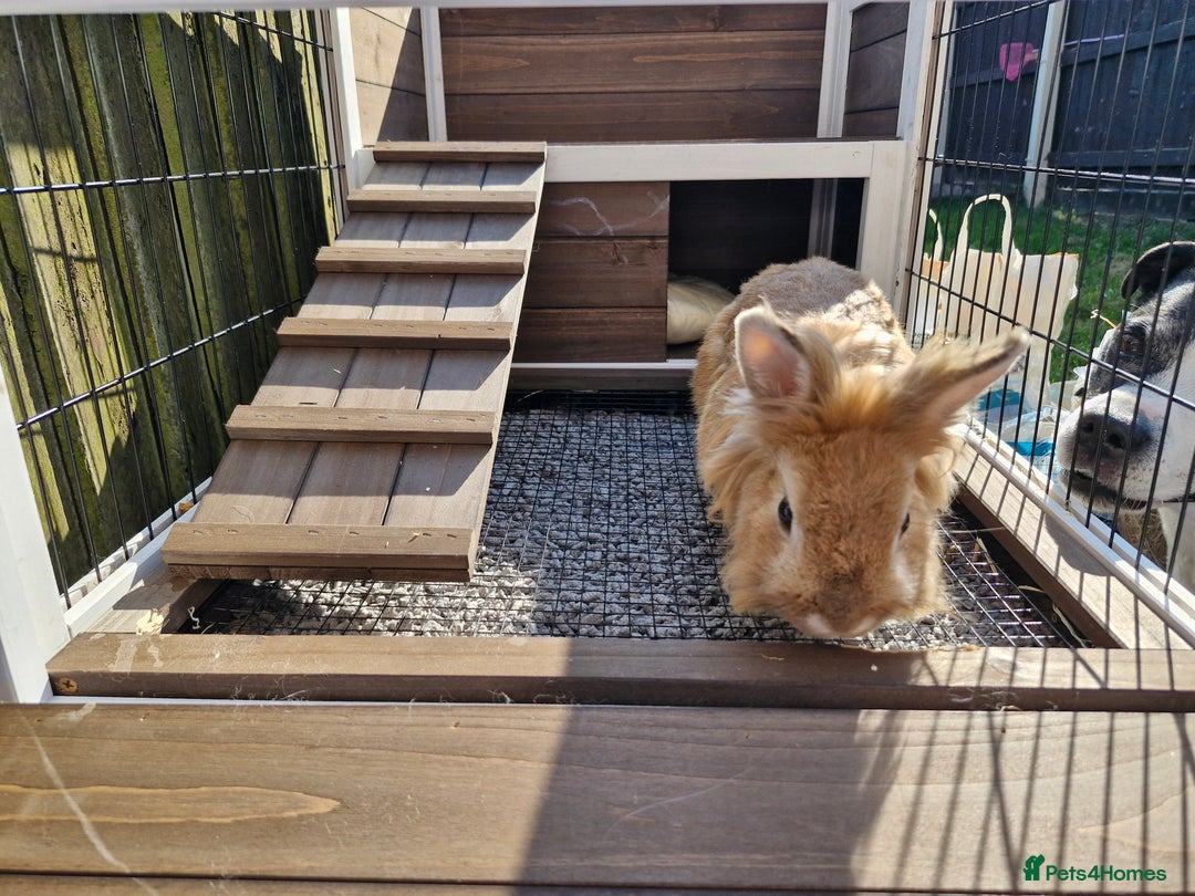 Lionhead rabbits for sale: Lionhead rabbit  - Image 6