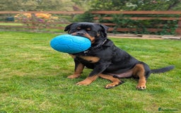 Rottweiler dogs for sale: Dexter, Rottweiler - Image 5