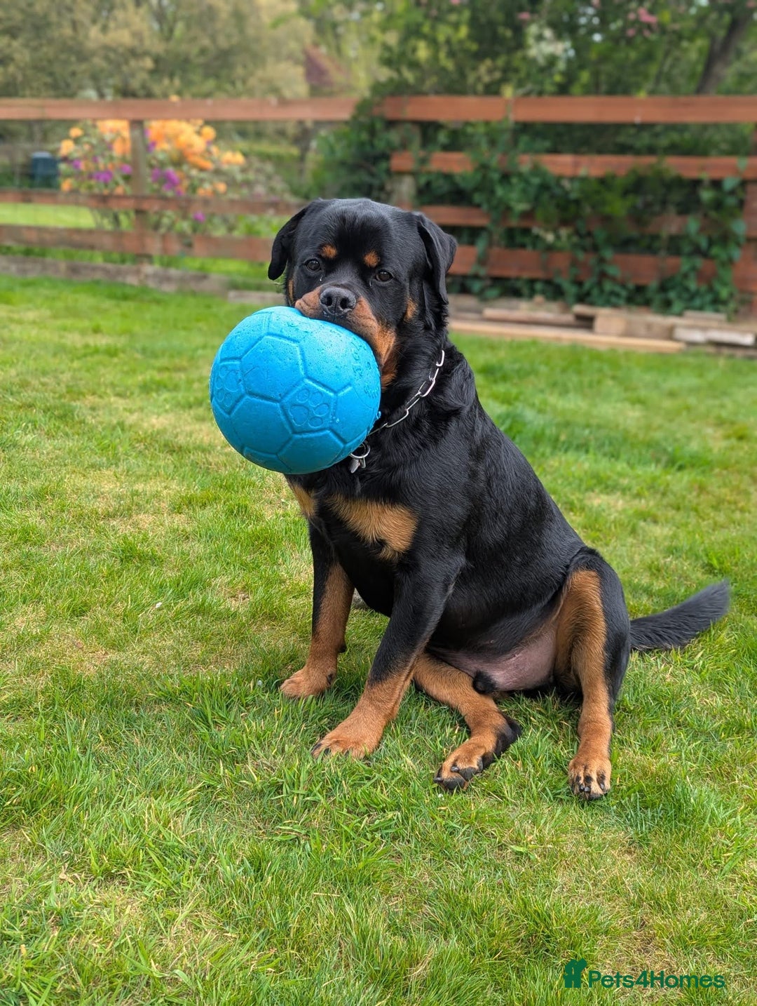 Rottweiler dogs for sale: Dexter, Rottweiler - Image 5