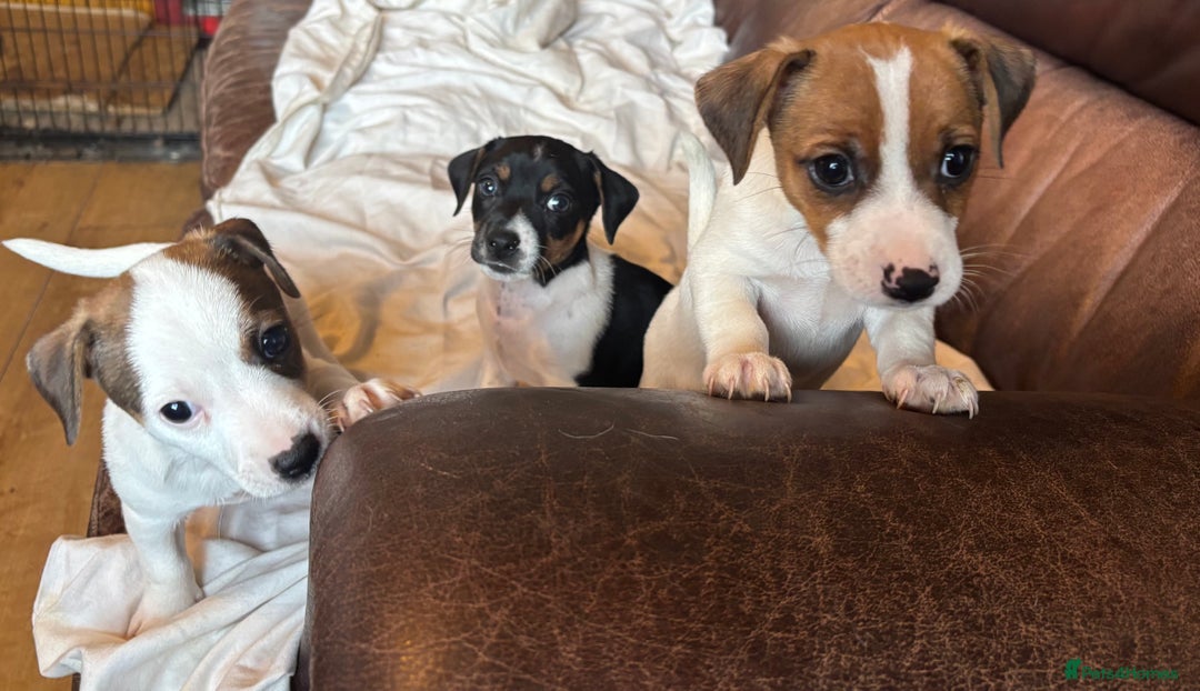 Jack Russell dogs for sale: Jack Russell puppies for sale - Image 1