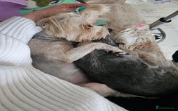 Yorkshire Terrier dogs for sale: Adorable Yorkshire Terrier Biewer Puppies Tricolor - Image 13