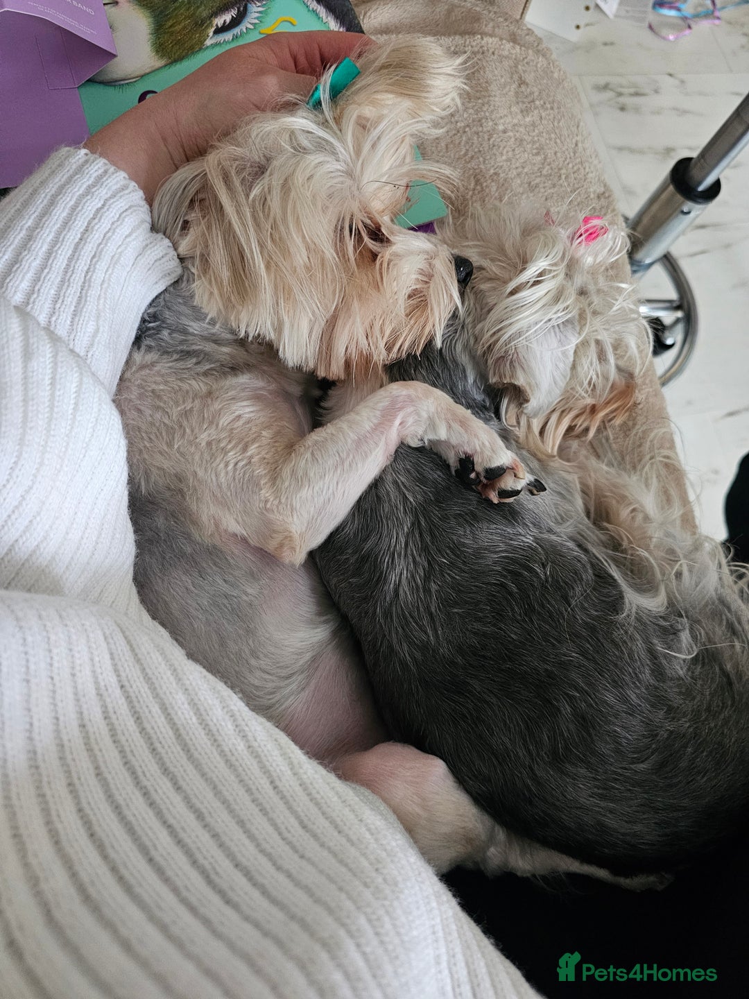 Yorkshire Terrier dogs for sale: Adorable Yorkshire Terrier Biewer Puppies Tricolor - Image 13
