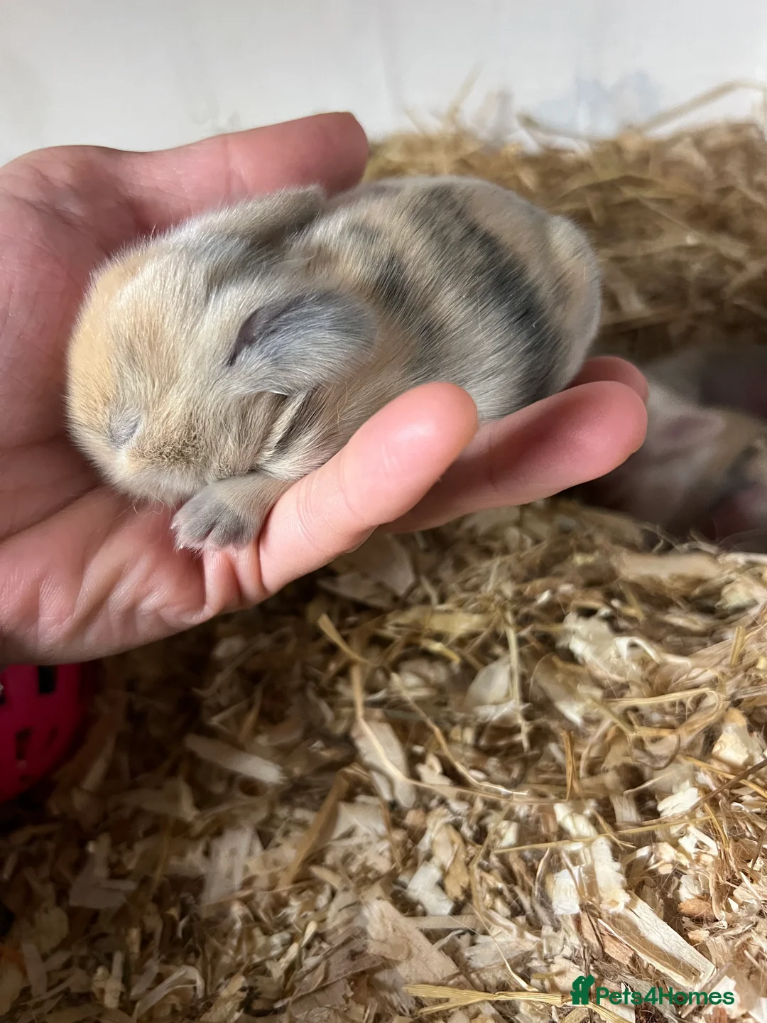 Mini Lion Lop rabbits for sale: Mini lion lop babies - Advert 3