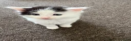 Mixed Breed cats for sale: 2 beautiful kittens needing 5 star homes only  in Birkenhead - Advert 7