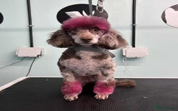 Toy Poodle dogs for sale: Gorgeous Figgy - Advert 1