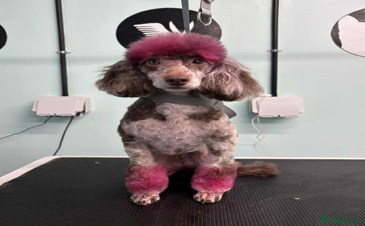 Toy Poodle dogs Gorgeous Figgy - Advert 1