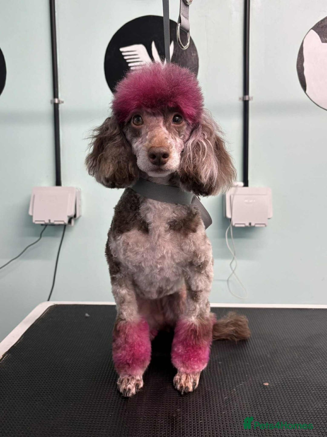 Toy Poodle dogs for sale: Gorgeous Figgy - Advert 1