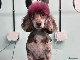 Toy Poodle dogs for sale: Gorgeous Figgy - Advert 1