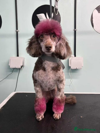 Toy Poodle dogs Gorgeous Figgy - Advert 1