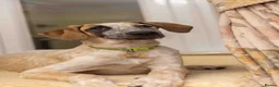 Mixed Breed dogs for adoption: Marvlous Meatball - Advert 11
