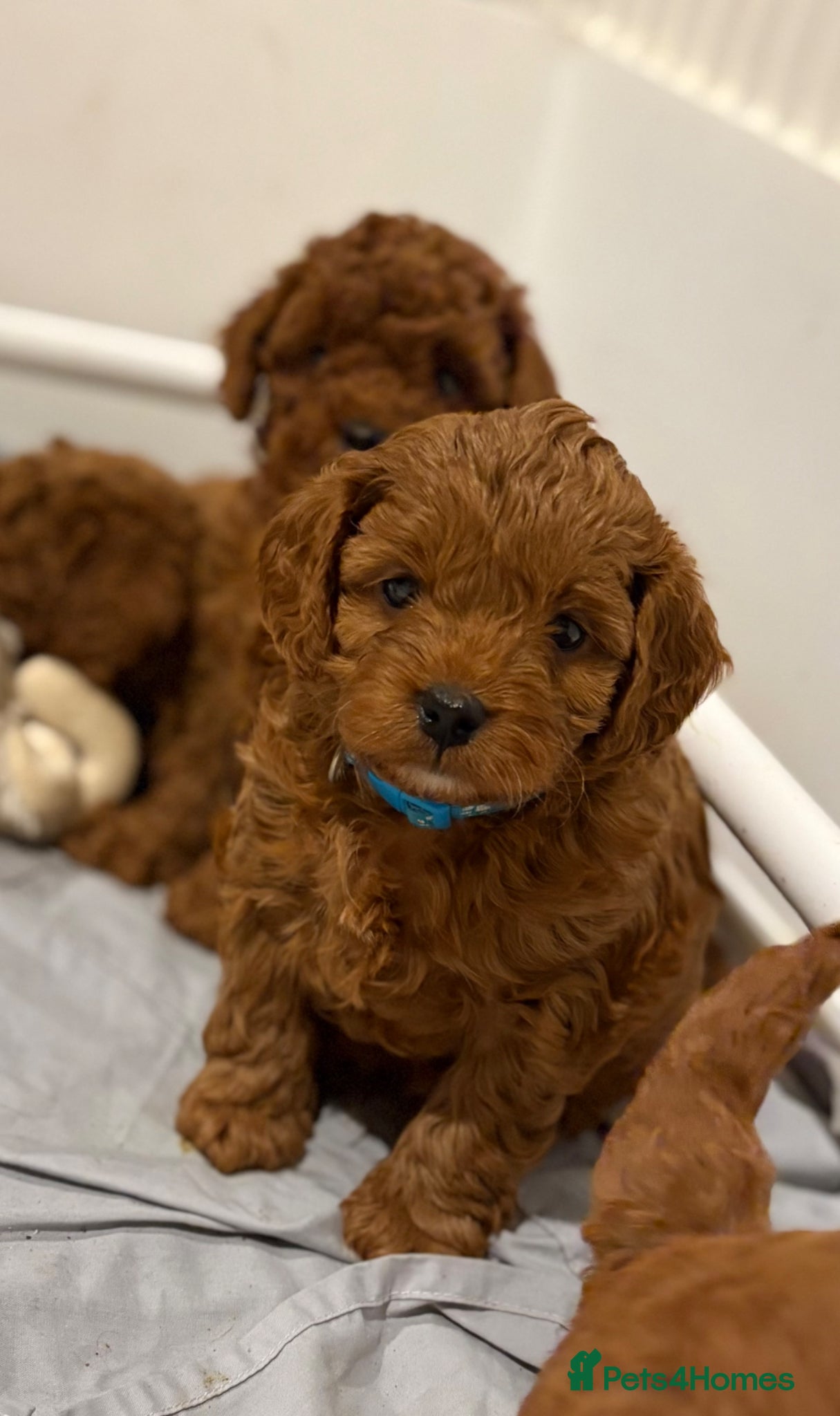 Cockapoo dogs Stunning Deep Red F1b Cockapoo Puppies - Advert 13