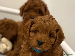 Cockapoo dogs Stunning Deep Red F1b Cockapoo Puppies - Advert 13