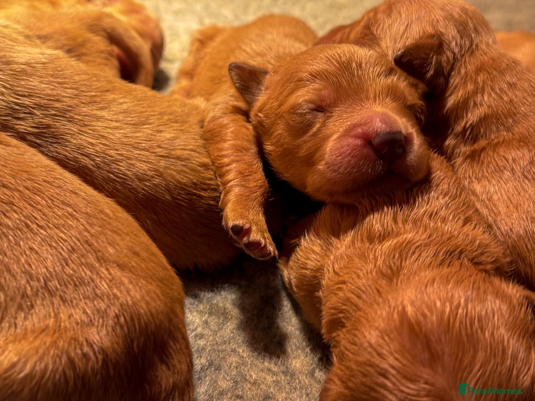 Golden Retriever dogs for sale: Stunning Deep Dark Red Golden Retrievers  - Image 8