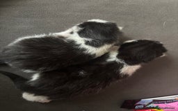 Siberian cats for sale: 2 SiberianXTabby for sale  - Image 2