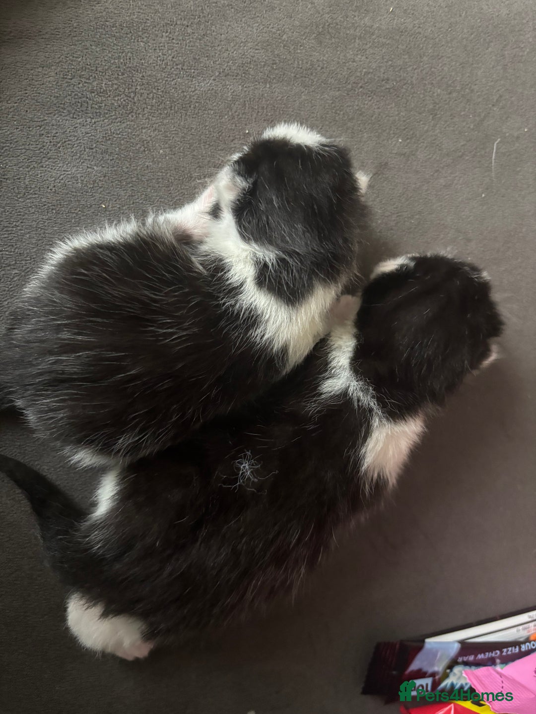 Siberian cats for sale: 2 SiberianXTabby for sale  - Image 2