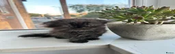 Scottish Fold cats for sale: 3 Scottish Fold kittens looking for new homes - Advert 9